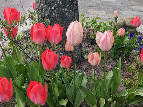 Groen en Straat